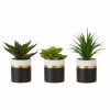 Stadium Set Of 3 Black Pot Succulents