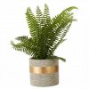 Stadium Boston Fern Succulent